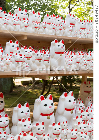 大量の招き猫 30249437