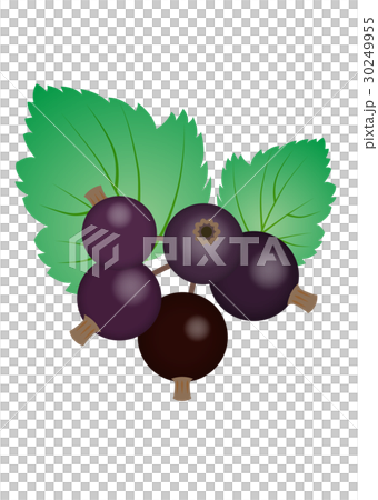 Cassis 30249955