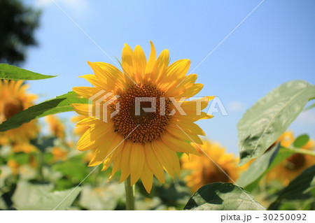 世羅高原農場のひまわり畑の写真素材