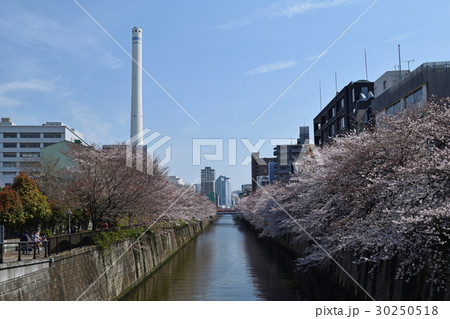 東京都　サクラの名所　目黒川の春　なかめ公園橋から 30250518