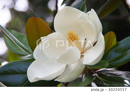 ホソバタイサンボクの花 30250557