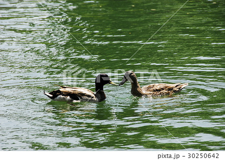 愛 恋 ラブ 30250642