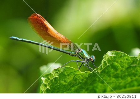 ニホンカワトンボ（橙色翅型・オス） 30250811