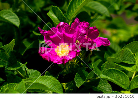 はまなす はまなす 30251010