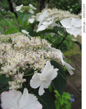 紫陽花 紫陽花 30251107