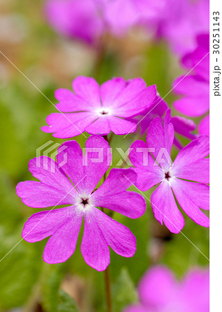 サクラソウ 30251143