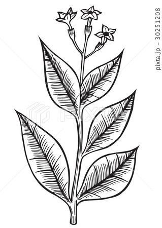 Hand drawn wild flower Hand drawn wild flower 30251208