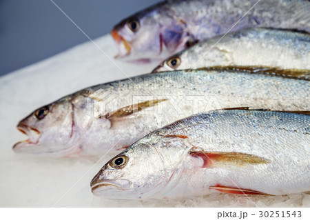 fresh meagre on ice at seafood market 30251543