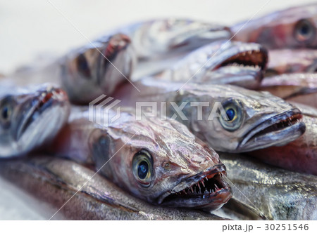 fresh uncooked fish hake on seafood market. 30251546