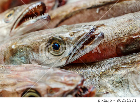 closeup on head of hake on seafood market. 30251571