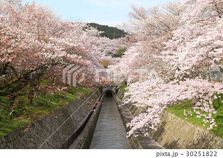 琵琶湖疎水のサクラ 30251822
