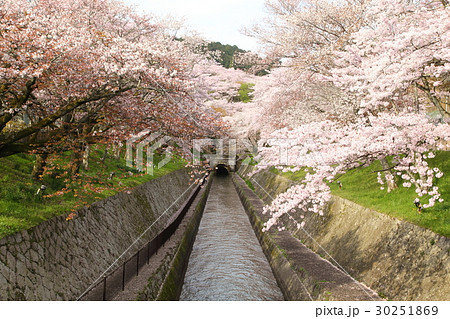 琵琶湖疎水のサクラ 30251869