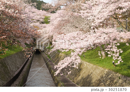 琵琶湖疎水のサクラ 30251870