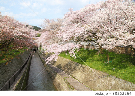 琵琶湖疎水のサクラ 30252264