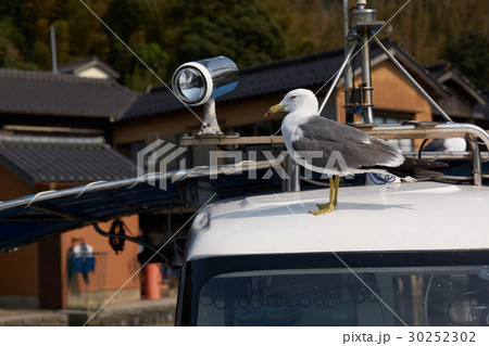 伊根湾のカモメ、京都府伊根町亀島 30252302