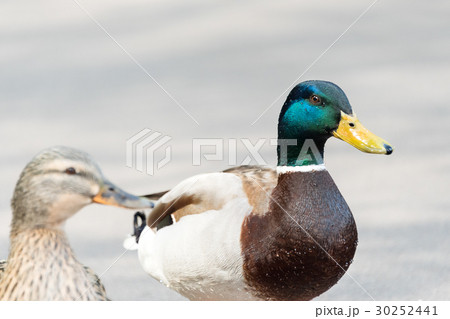 Pair of Mallard Ducks crossing road closeup Pair of Mallard Ducks crossing road closeup 30252441