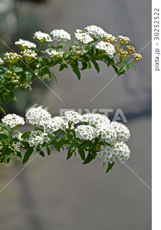 コデマリ（小手毬） 30252522