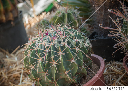 closeup of small cactus in a pot closeup of small cactus in a pot 30252542