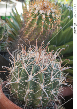 closeup of small cactus in a pot 30252543