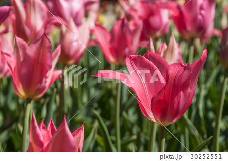 closeup of pink tulips in a urban park closeup of pink tulips in a urban park 30252551