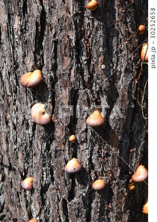 ヒトクチタケ 30252658