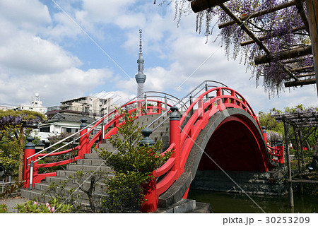 東京都　江東区　亀戸天神社　太鼓橋（男橋）　藤棚の季節 30253209