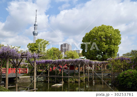 東京都 江東区 亀戸天神社 藤棚の季節 東京都 江東区 亀戸天神社 藤棚の季節 30253761