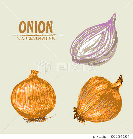 Digital Vector Detailed Onion Hand Drawnのイラスト素材