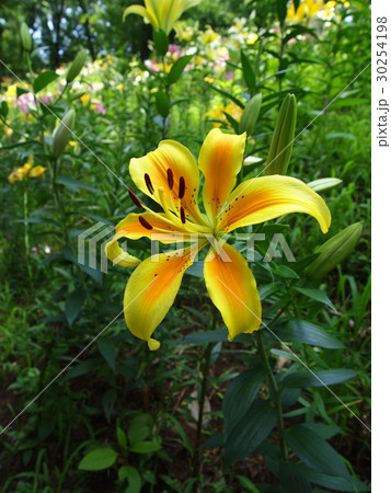 ゆり ゆり 30254198