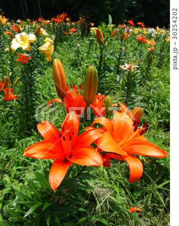 ゆり ゆり 30254202