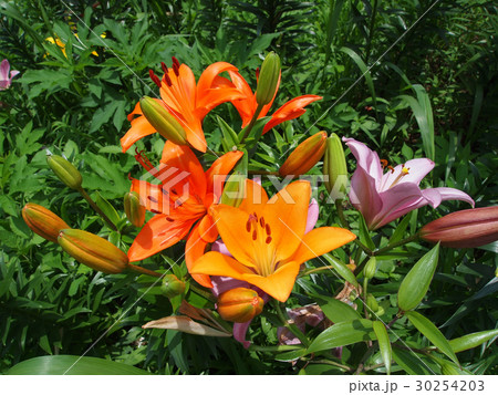 ゆり ゆり 30254203