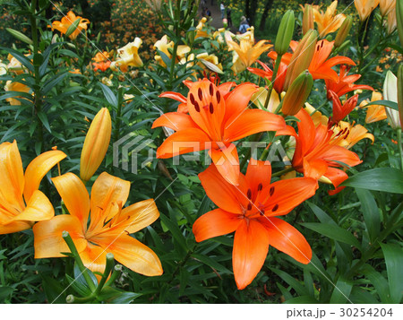 ゆり ゆり 30254204