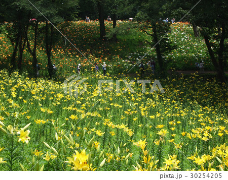 ゆり ゆり 30254205