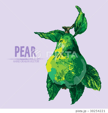 Digital vector detailed color pear hand drawn 30254221
