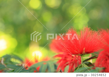 カリアンドラ 30254652