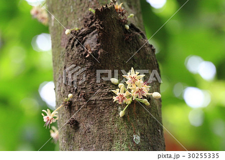 Cacao Flowers In Ghana カカオの花 In ガーナ の写真素材