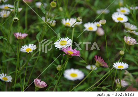 エリゲロン・源平小菊 エリゲロン・源平小菊 30256133