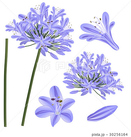 Blue Purple Agapanthus - Lily of the Nile Blue Purple Agapanthus - Lily of the Nile 30256164
