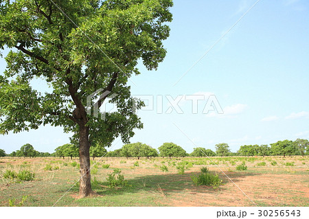 Shea tree, Kukua Ghana シアの木 ガーナ Shea tree, Kukua Ghana シアの木 ガーナ 30256543