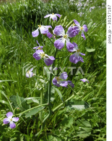 ハマダイコン 30257187