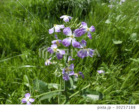 ハマダイコン ハマダイコン 30257188