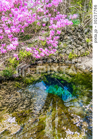 【山梨県】忍野八海 【山梨県】忍野八海 30257766