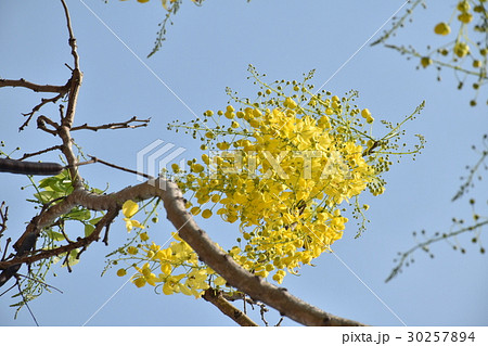 花 フラワー お花 30257894
