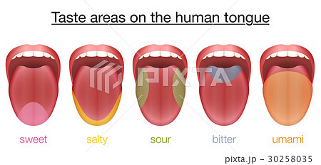 Tongue Sweet Salty Sour Bitter Umami Taste 30258035