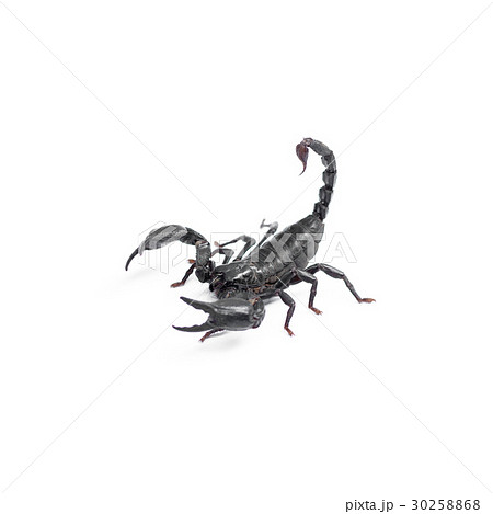 Scorpion isolated on white background 30258868