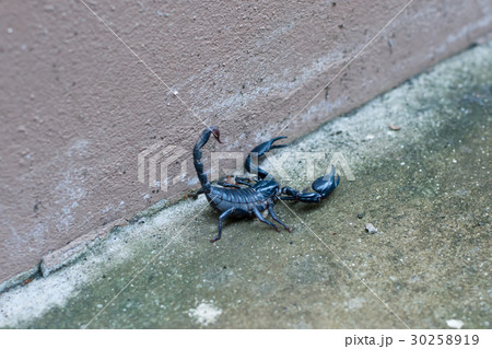 Asian black scorpion concrete floor background 30258919