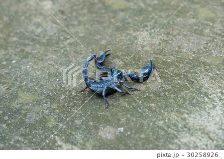 Asian black scorpion concrete floor background 30258926