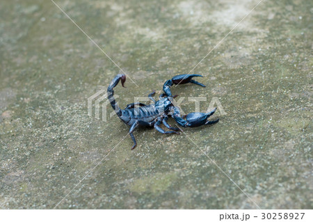 Asian black scorpion concrete floor background 30258927