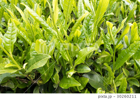 茶葉 茶葉 30260211