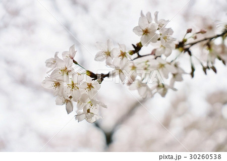 日本、桜、（サクラ、さくら）、ソメイヨシノ 30260538